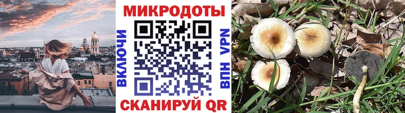 Псилоцибиновые грибы Cubensis  Купить где  Сосновоборск 